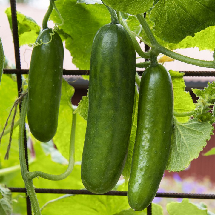 Slanggurka F1 'Superina' Mindre gurkor med få taggar