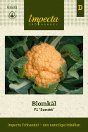 Blomkål F1 'Sunset', Tidig och medelstor med orange, välsmakande huvuden.