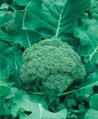 Broccoli 'Ramoso Calabrese'