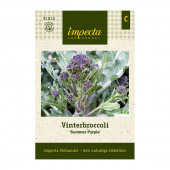 Vinterbroccoli 'Summer Purple'