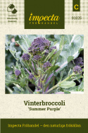 Vinterbroccoli 'Summer Purple', purpurlila broccoli med mängder av sidoskott.