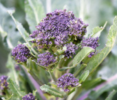 Vinterbroccoli 'Summer Purple'