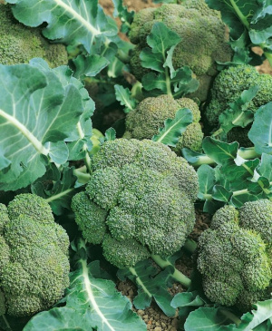 Broccoli F1 'Green Magic'