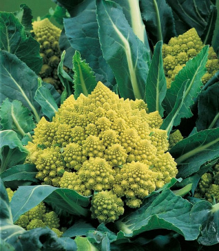Broccolo 'Romanesco natalino'