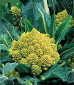 Broccolo 'Romanesco natalino'