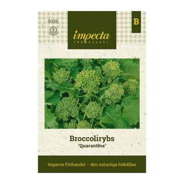 Broccolirybs 'Quarantina'