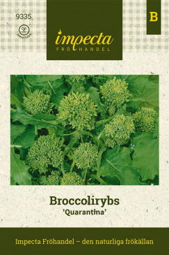 Broccolirybs 'Quarantina' Impecta fröpåse