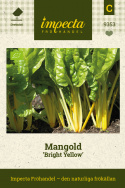 Mangold 'Bright Yellow', Gulstjälkig mangold. God och dekorativ bladgrönsak.