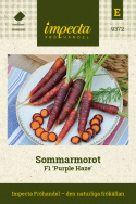 Sommarmorot F1 'Purple Haze', purpurröda, koniska rötter med orange fruktkött.