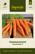 Sommarmorot ''Amsterdam 3'' Snabbväxande. Kan skördas tidigt som minimorot