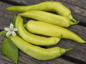 Paprika F1 ''Yelken'', Lätt koniska, ljust gulgröna frukter, mognar till rött.