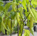 Paprika F1 ''Yelken'', Lätt koniska, ljust gulgröna frukter, mognar till rött.