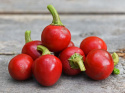 Körsbärspaprika ''Korál'' röda runda små chilifrukter