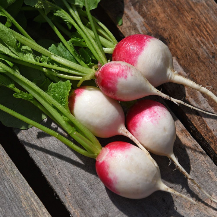 Rädisa 'Red Head', Runda, rent vita rötter med en rosenröd rodnad.