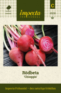 Rödbeta 'Chioggia', röd- och vitrandig rödbeta med runda, välformade rötter.