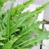 Italiensk Rucola 'Wildfire'