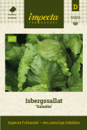 Isbergssallat ''Saladin'', Stora till medelstora huvuden med få lösa ytterblad.