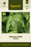 Isbergssallat ''Saladin'', Stora till medelstora huvuden med få lösa ytterblad.