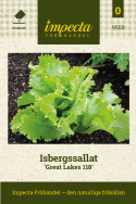 Isbergssallat Great Lakes 118 med stora, huvuden. Krispiga, krusiga, gröna
