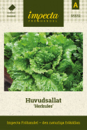 Huvudsallat Herkules, Mycket stora, huvuden med friskt gröna, buckliga blad