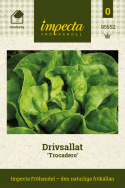 Drivsallat 'Trocadero', Tålig sort, snabbväxande och lättodlad för inomhusodling, drivbänk och växthus.