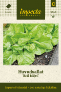 Huvudsallat ''Král Máje I'' Tidig, slätbladig. Mjälla, ljusgröna huvuden mild sm