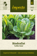Bindsallat ''Little Gem'' Bildar små, högbyggda huvuden med självslutande blad. 