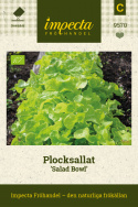  Plocksallat Salad Bowl, Stora, ljusgröna rosetter med långa, osymmetriska blad