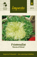 Friseesallat 'Ricciutissima d'Ingegnoli', Ljusgröna/gula, finstrimlade huvuden