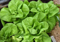 Drivsallat 'Gustav's Salad' löst bundna huvuden med stora, friskt gröna blad