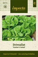 Drivsallat 'Gustav's Salad' löst bundna huvuden med stora, friskt gröna blad