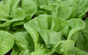 Drivsallat 'Gustav's Salad' löst bundna huvuden med stora, friskt gröna blad