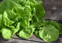 Drivsallat 'Gustav's Salad' löst bundna huvuden med stora, friskt gröna blad