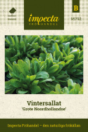 Vintersallat 'Grote Noordhollandse' mörkgröna rundade, mjälla blad