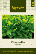Vintersallat ''Match'', Mörkgrön, täta rosetter med rundade blad. Rik på C-vitam