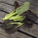 Tatsoikål F1 ''Tatsoi Red'', rubinröda blad med gröna stjälkar i täta rosetter.