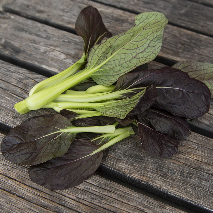Tatsoikål F1 ''Tatsoi Red'', rubinröda blad med gröna stjälkar i täta rosetter.