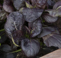 Tatsoikål F1 ''Tatsoi Red'', rubinröda blad med gröna stjälkar i täta rosetter.
