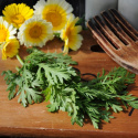 Shungiku asiatisk bladgrönsak med flikiga blad och gula blommoe