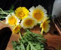 Shungiku asiatisk bladgrönsak med flikiga blad och gula blommoe