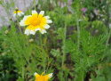 Shungiku asiatisk bladgrönsak med flikiga blad och gula blommoe
