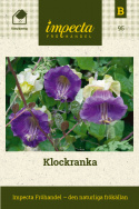 Klockranka, Stora, blåvioletta klockblommor. Mycket lättodlad slingerväxt.