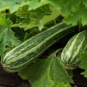 Squash 'Verte Non Coureuse d'Italie', Mörkgröna, långa frukter med ljusa strimmor och fast, vitt fruktkött.