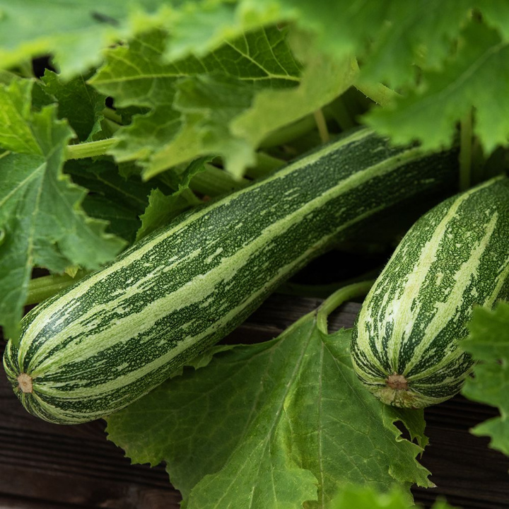 Squash 'Verte Non Coureuse d'Italie', Mörkgröna, långa frukter med ljusa strimmor och fast, vitt fruktkött.