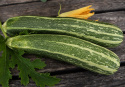 Squash 'Verte Non Coureuse d'Italie', Mörkgröna, långa frukter med ljusa strimmor och fast, vitt fruktkött.