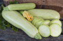 Squash 'Long White from Sicily' Ljust grön zucchini med vitt fruktkött