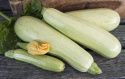 Squash 'Long White from Sicily' Ljust grön zucchini med vitt fruktkött