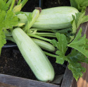 Squash 'Long White from Sicily' Ljust grön zucchini med vitt fruktkött