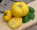 Bifftomat 'White Beefsteak' stor citrongul tomat med randig struktur