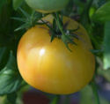 Bifftomat 'White Beefsteak' stor citrongul tomat med randig struktur